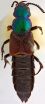 Lost and found: New beetle collected by Darwin 180 years ago published on his birthday