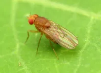 Love is blind for male fruit flies who will choose sex over safety