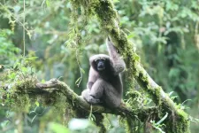 Love songs lead scientists to new populations of skywalker gibbons in Myanmar