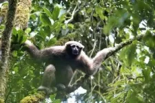 Love songs lead scientists to new populations of skywalker gibbons in Myanmar 2