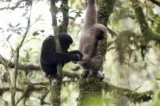 Love songs lead scientists to new populations of skywalker gibbons in Myanmar 3