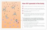 Low cholesterol in immune cells tied to slow progression of HIV