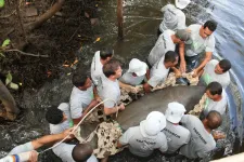 Low genetic diversity in two manatee species off South America