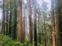 Low-level thinning can help restore redwood forests without affecting stream temperatures