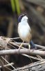 Low-pitched song indicates fairy-wren size