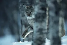 Lynx reintroduction in Scotland? It’s complicated