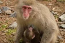 Macaques give birth more easily than women: no maternal mortality at birth 2