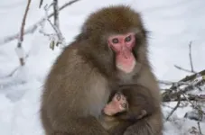 Macaques give birth more easily than women: no maternal mortality at birth 3