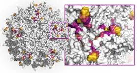 Machine-learning how to create better AAV gene delivery vehicles