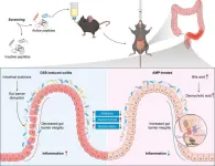 Machine learning identifies antimicrobial peptide candidate for ulcerative colitis