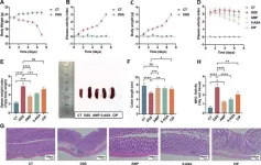 Machine learning identifies antimicrobial peptide candidate for ulcerative colitis 3