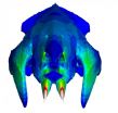 Madagascar: Fossil skull analysis offers clue to mammals evolution