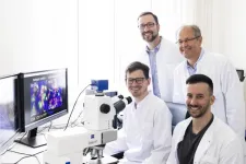 Magdeburg researchers discover a new mechanism of cancer immune defense