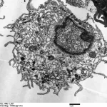 Magic cocktail generates lung’s most critical immune cell in the lab