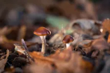 Magic mushroom compound performs at least as well as leading antidepressant in small study