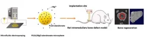 Magnesium ions injected directly into compromised bone accelerate bone regeneration