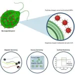 Magnetic microalgae on a mission to become robots 2