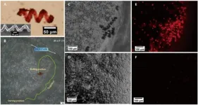 Magnetic microrobots with folate targeting for drug delivery