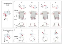 Magnetically actuated quadruped soft microrobot toward gastric biopsy 2