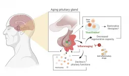 Main gland in hormonal system ages due to process that can potentially be slowed down