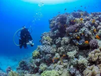 Major discovery helps explain coral bleaching