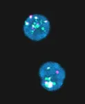 Majority rule in complex mixtures 2