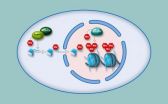 Making and breaking heterochromatin 