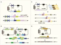 Making probiotics more widely applicable through ‘CRISPR’ engineering