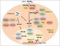 Making sense of antisense gene silencing