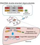 Making therapeutic sense of antisense oligonucleotides