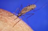 Malaria parasite's masquerade ball could be coming to an end