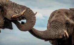 Male African elephants develop distinct personality traits as they age