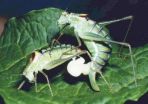 Male bushcrickets are in charge when it comes to sex