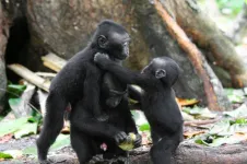 Male crested macaques more likely to respond   to offspring screams recruiting support