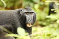 Male crested macaques more likely to respond   to offspring screams recruiting support 2