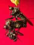 Male flies sharpened their eyesight to call the females' bluff