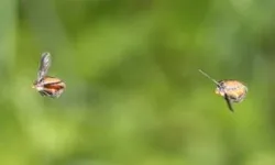 Male flies sharpened their eyesight to call the females' bluff 2