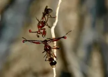 Male flies with shorter eyestalks make up for being less attractive by fighting more fiercely