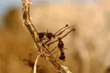 Male flies with shorter eyestalks make up for being less attractive by fighting more fiercely 2