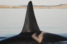 Male killer whales protected by post-menopause mothers