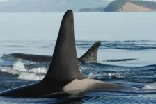 Male killer whales protected by post-menopause mothers 2