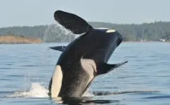 Male killer whales protected by post-menopause mothers 3