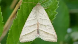 Male moth ‘aphrodisiac’ revealed