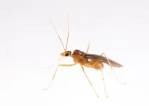 Male yellow crazy ants are real-life chimeras