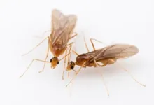 Male yellow crazy ants are real-life chimeras 2