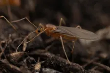 Male yellow crazy ants are real-life chimeras 3