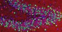 Malfunctioning gene associated with Lou Gehrigs disease leads to nerve-cell death in mice