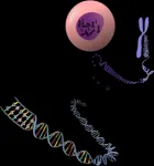 Mammalian evolution provides hints for understanding the origins of human disease 2