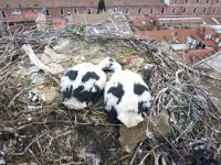 Man-made materials in nests can bring both risks and benefit for birds