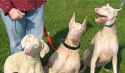 Mans best friend shares similar albino gene